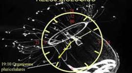 Timeline: DESARROLLO EVOLUTIVO DEL NIÑO     Por: Baeza Luis