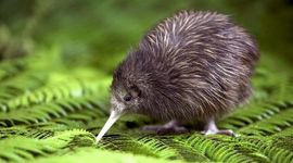 Timeline: History of Australia and the Pacific