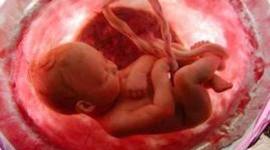 Timeline: Etapa Prenatal hasta la Niñez