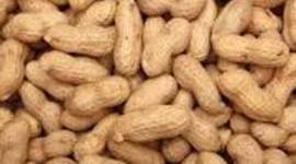 Timeline: Food Allergy