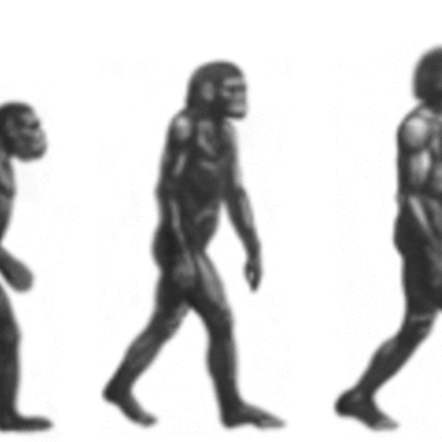 Timeline: Las etapas de la hominización