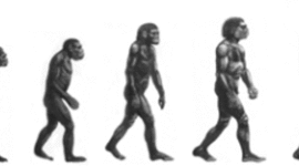 Timeline: Las etapas de la hominización