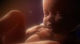 Timeline: Etapa Prenatal hasta la Infancia Media.