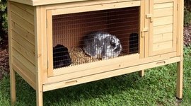 Timeline: Hok voor Verwaarloosd Huisdier (leeg)