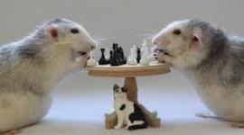 Timeline: Tanuláselméletek az időben