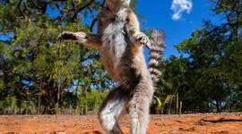 Timeline: Madagascar