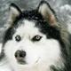 Mr.husky