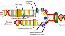 Timeline: Científicos del ADN