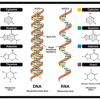 Timeline: Contributors to the Discovery of DNA and its Structure
