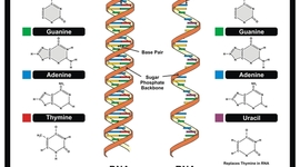 Timeline: Contributors to the Discovery of DNA and its Structure