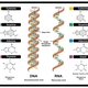 Dna rna structure