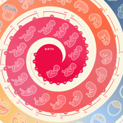 Timeline: Prenatal Development