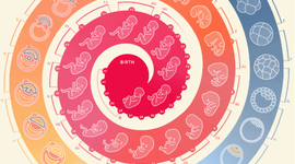Timeline: Prenatal Development