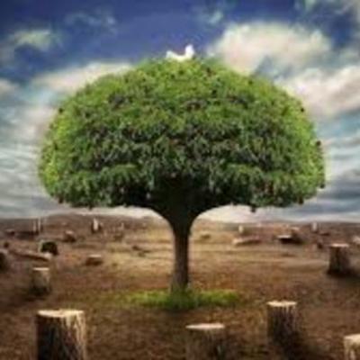 Timeline: ecologia y medio ambiente PABLO TORRES