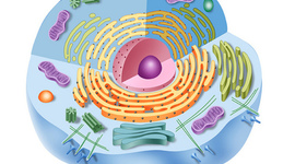 Timeline: Línia del temps dels esdeveniments més importants relacionats amb la cèl·lula
