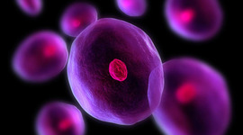 Timeline: LÍNIA DEL TEMPS DELS ESDEVENIMENTS MÉS IMPORTANTS RELACIONATS AMB LA CÈL·LULA