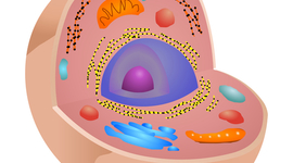 Timeline: Línia del temps dels esdeveniments més importants de la teoria cel·lular