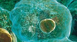 Timeline: Línea del temps dels esdeveniments més importants relacionats amb la cèl·lula