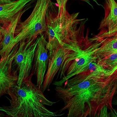 Timeline: CELL THEORY