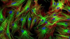 Timeline: CELL THEORY