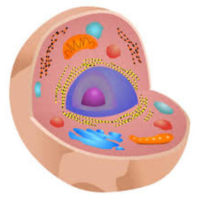 Timeline: descubriment de la cèl·lula