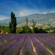 Provenza lavanda