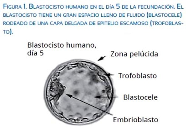 Desarrollo humano timeline | Timetoast timelines