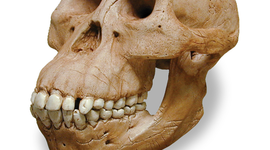 Timeline: Evolució dels homínids