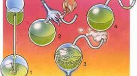 Timeline: Generación espontánea y la biogénesis