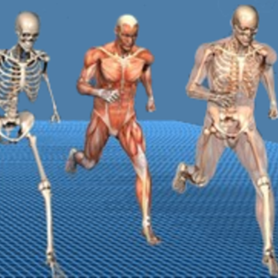 Timeline: evolución de la biomecánica
