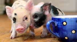 Timeline: Счетные средства до появления ЭВМ