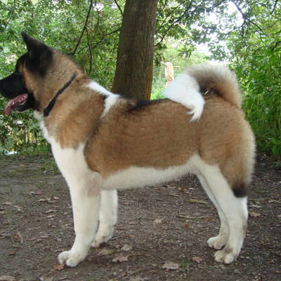 Timeline: WallaceKChurchHistory