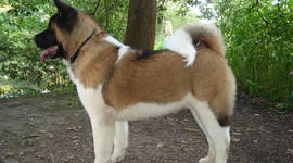 Timeline: WallaceKChurchHistory