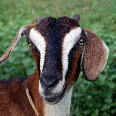 Timeline: MeadeNChurchHistory