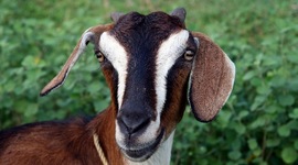 Timeline: MeadeNChurchHistory