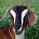 Goat