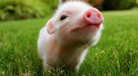 Timeline: ParrKChurchHistory