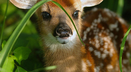 Timeline: KuruvillaJChurchHistory