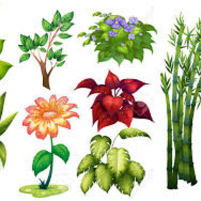 Timeline: Tipos de plantas más comunes