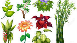 Timeline: Tipos de plantas más comunes