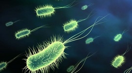 Timeline: Enfermedades a lo largo de la historia