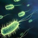 Bacteria