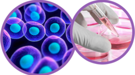 Timeline: HISTORIA DEL DESCUBRIMIENTO DE LA CÈLULA