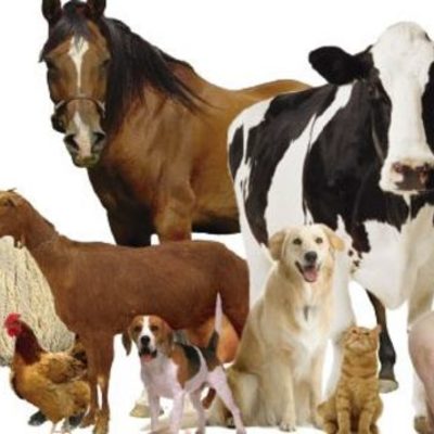 Timeline: Historia de la Medicina Veterinaria