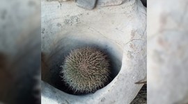 Timeline: Seminario de Investigación Cuantitativa