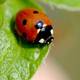 Ladybug