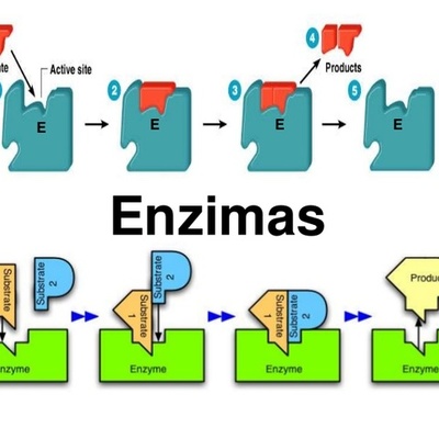 Timeline: Historia de las enzimas (Alex Uribe)