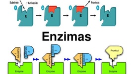 Timeline: Historia de las enzimas (Alex Uribe)