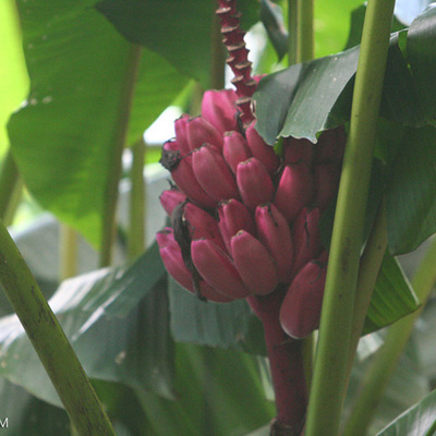 Timeline: The day i found a magenta banana