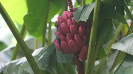 Timeline: The day i found a magenta banana